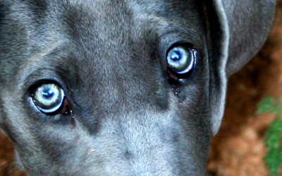 enfermedades ojos perros