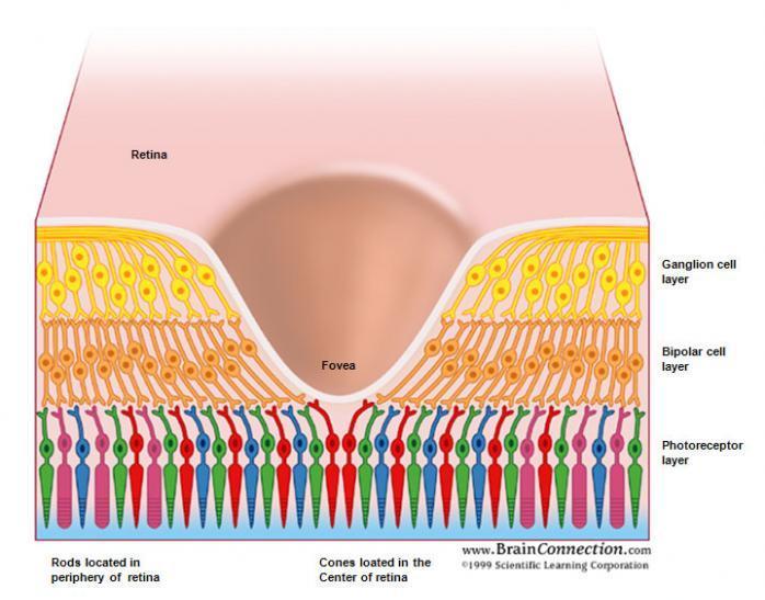 fovea retina receptores